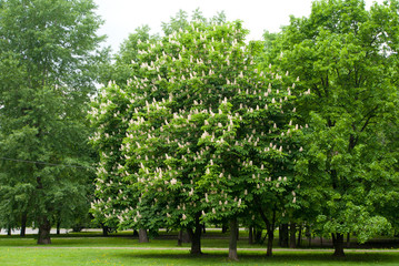 Fototapeta na wymiar chestnut tree in the park