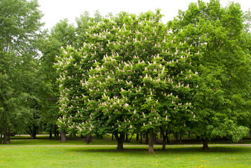 Fototapeta na wymiar chestnut tree in the park