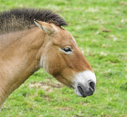 Naklejka na ściany i meble Equus przewalskii - wild horse