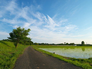 青空と田園風景