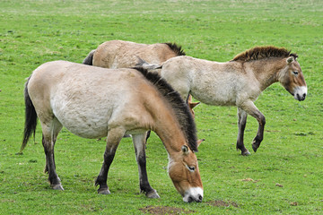 Equus przewalskii - wild horses