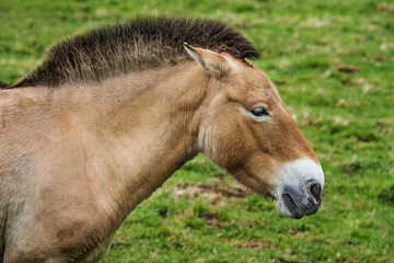 Naklejka na ściany i meble Equus przewalskii - wild horse