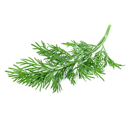 dill isolated on white background
