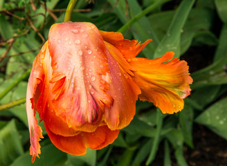 Rain-Bent Tulip