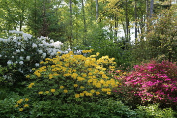 Im Rhododendronpark