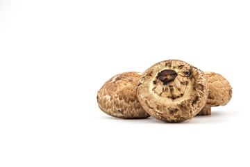 Portobello Mushroom on White Background