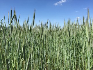 Wheat growing on a summer field in Germany.