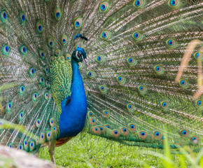 Obraz premium Peacock show-off