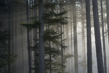 Fir Forest