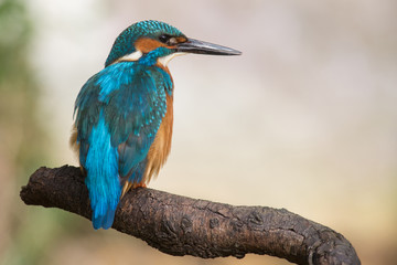 Eisvogel