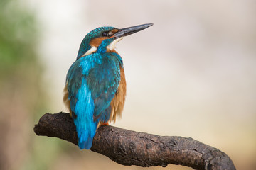 Eisvogel