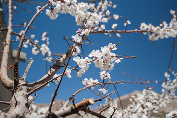Apricot blossom in Pakistan
