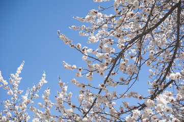 Apricot blossom in Pakistan