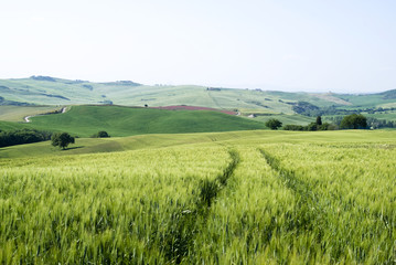 Obraz premium Cereal crops and farm in Tuscany