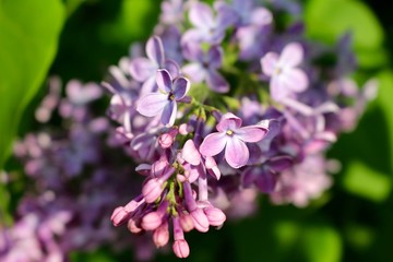 Lilac.