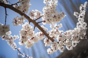 Apricot blossom in Pakistan
