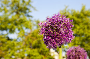 Obraz premium inflorescence leek 