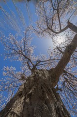 Apricot blossom in Pakistan