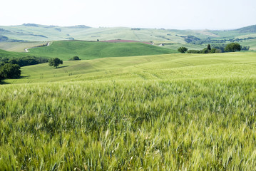 Cereal crops and farm in Tuscany
