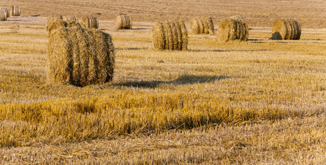 Fototapeta premium straw stack 