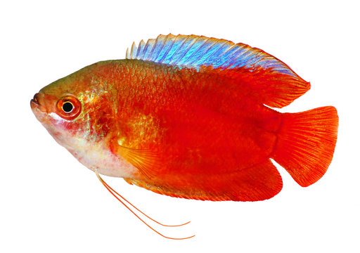 Red Flame gourami Trichogaster lalius aquarium fish