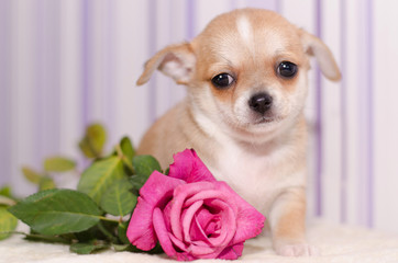 Puppy with a flower