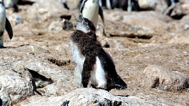 Nestling of Magellanic penguin
