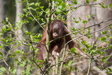 Baby Orangutan © BAHADIR YENICERI