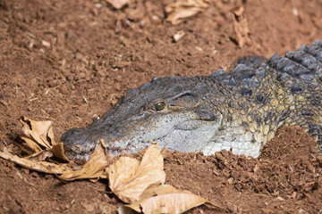 Saltwater Crocodile