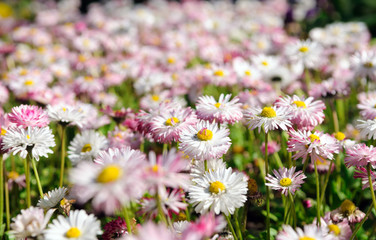 Fototapeta premium field of daisy