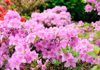Fototapeta premium rhododendron bush