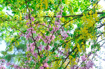 blossoming branches of tree
