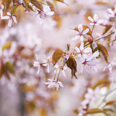 Pink cherry blossom in Helsinki