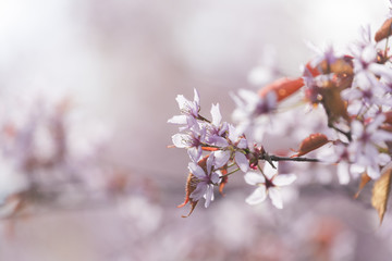 Pink cherry blossom in Helsinki