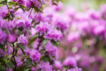 Rhododendron bloom in spring. Beautiful picture.