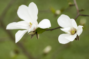 Fototapeta na wymiar Magnolia.