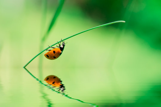 Ladybird on blade of grass upside water