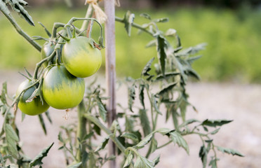 Unripe Tomatoes on the Bush