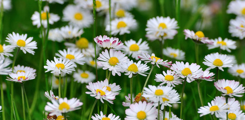 Ensemble de fleurs de pâquerettes dans un champ