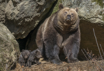 Fototapeta premium brown bear - Ursus arctos