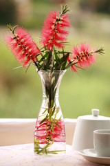 CALLISTEMON - decoration