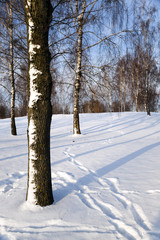 birch grove in winter 