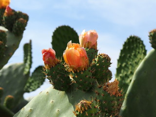 fiori di fico d'india