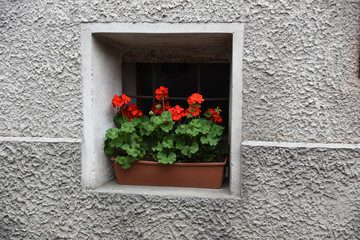 Fototapeta na wymiar finestra con fiori 