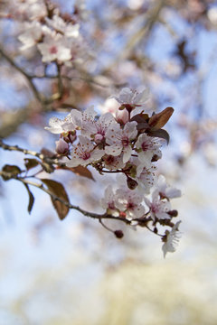 Almond tree blooms on blue sky background.