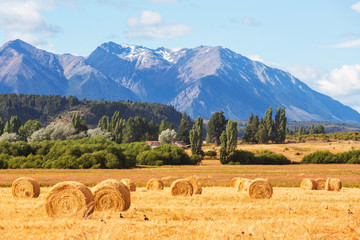 Field in Argentina