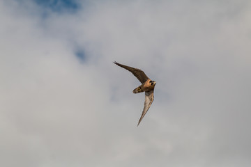 Peregrine Falcon in Flight