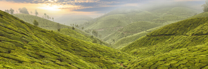 Obraz premium Tea Plantation in Asia