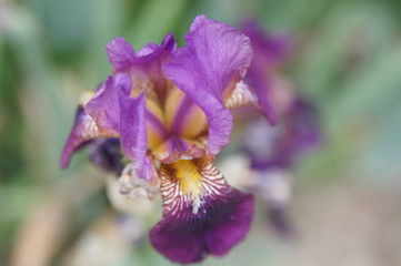 Iris violet et jaune 