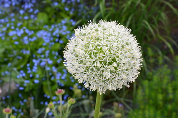 Zierlauch - Kugellauch - Allium Aflatunense - weiss / weiß 